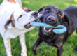 Happy dogs playing