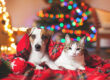 Your pet's holidays