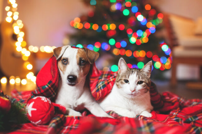 Your pet's holidays
